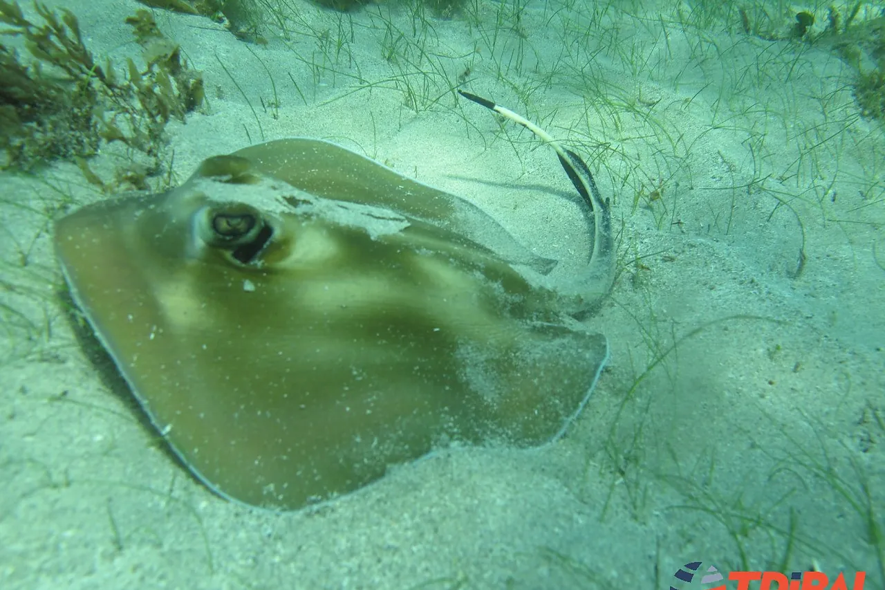 Arraia nas piscinas naturais de Recife de Fora