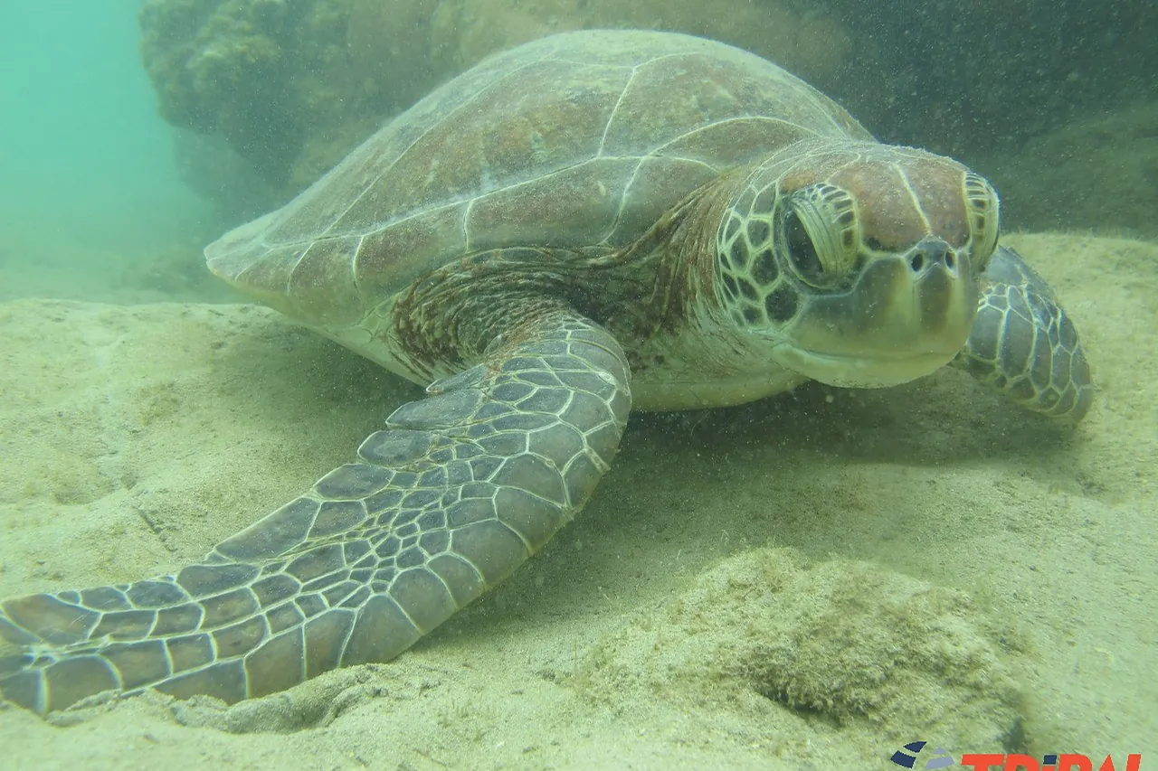 Tartaruga no Parque Marinho de Recife de Fora